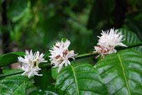 coffee flower