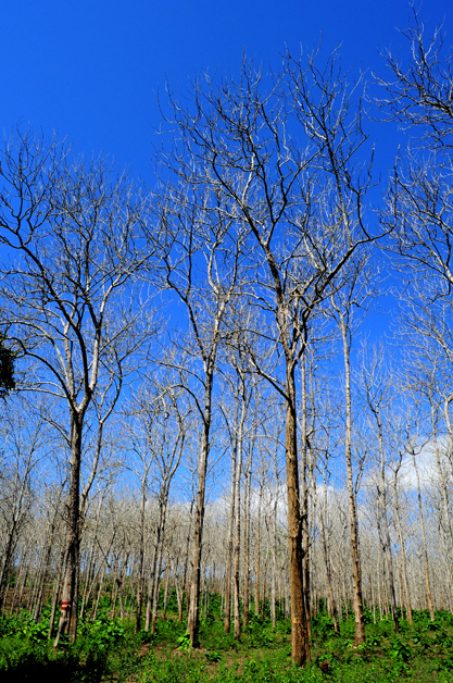 Alas Purwo National Park tree