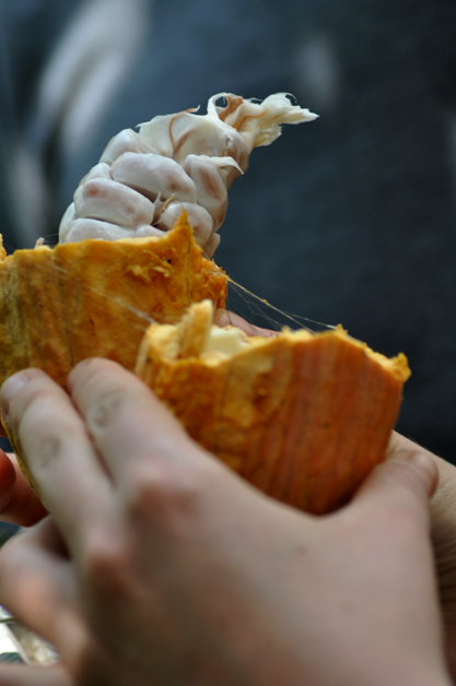 Trying cocoa fruit -  fresh chocolate