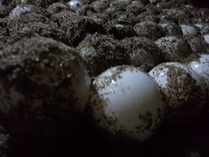 stone pot handicrafts